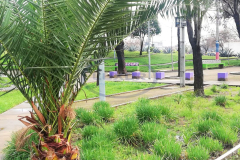Las Acacias 180 - 9